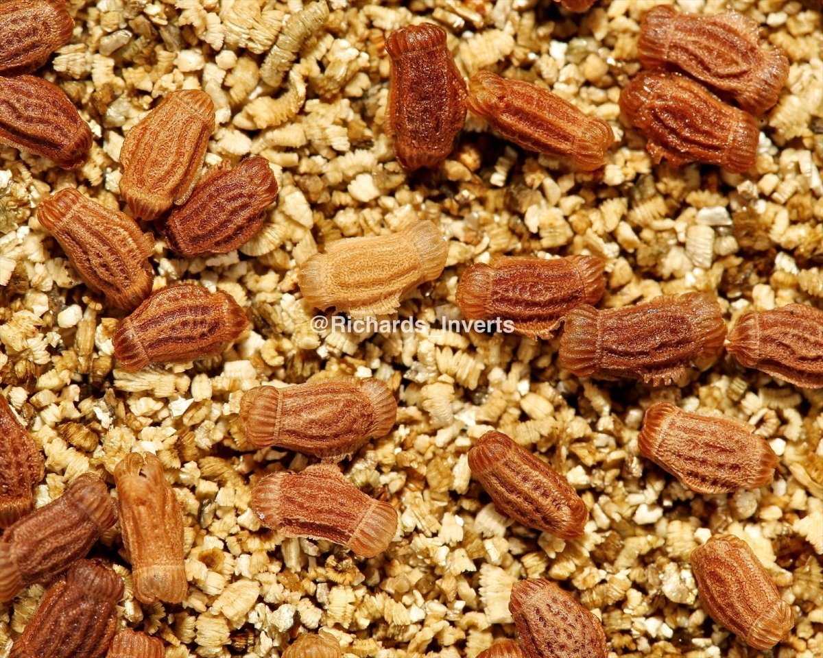 Peleng Leaf Insect, (Phyllium letiranti "Tataba") - Richard’s Inverts