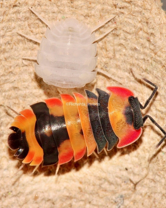 Phoenix Isopods, (Merulanella sp. "Phoenix") - Richard’s Inverts