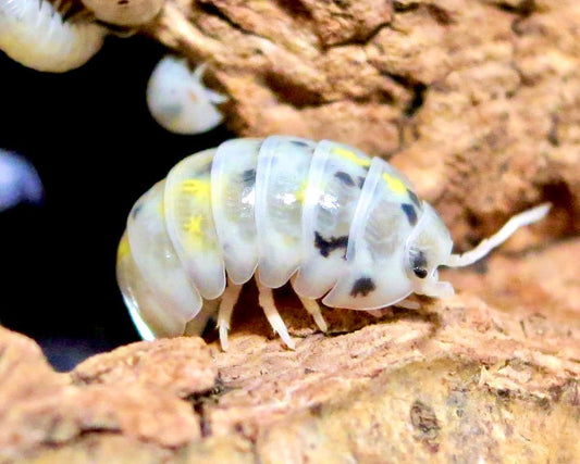 Pill Isopod "Magic Potion", (Armadillidium vulgare "Magic Potion") - Richard’s Inverts