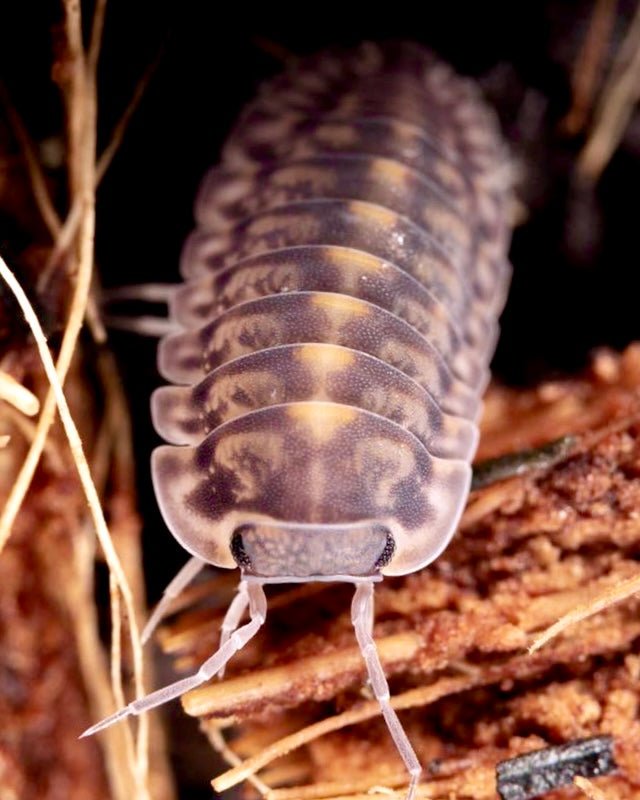 Platin Tung Song Isopod, (Cubaris sp. "Platin Tung Song") - Richard’s Inverts
