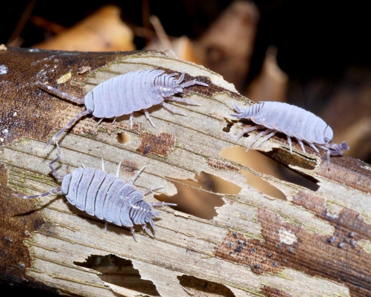 Powder Blue Isopod, (Porcellionides pruinosus) - Richard’s Inverts