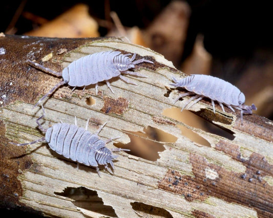 Powder Blue Isopod, (Porcellionides pruinosus) - Richard’s Inverts