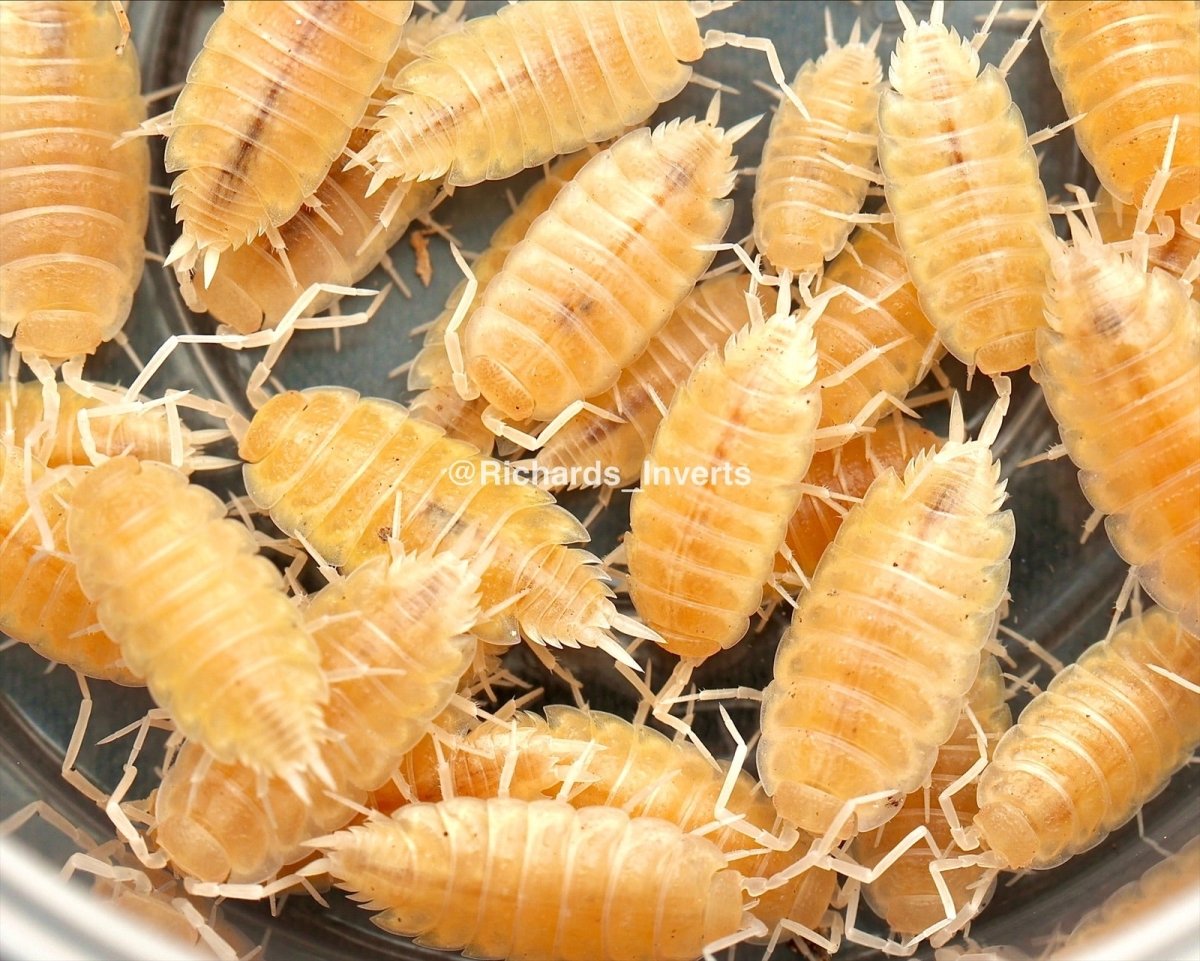 Powder Isopod "Whiteout", (Porcellionides pruinosus) - Richard’s Inverts