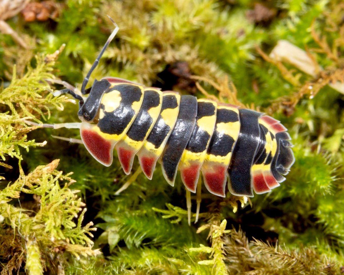 Red Diablo Isopod, (Merulanella sp. "Red Diablo") - Richard’s Inverts