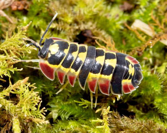 Red Diablo Isopod, (Merulanella sp. "Red Diablo") - Richard’s Inverts