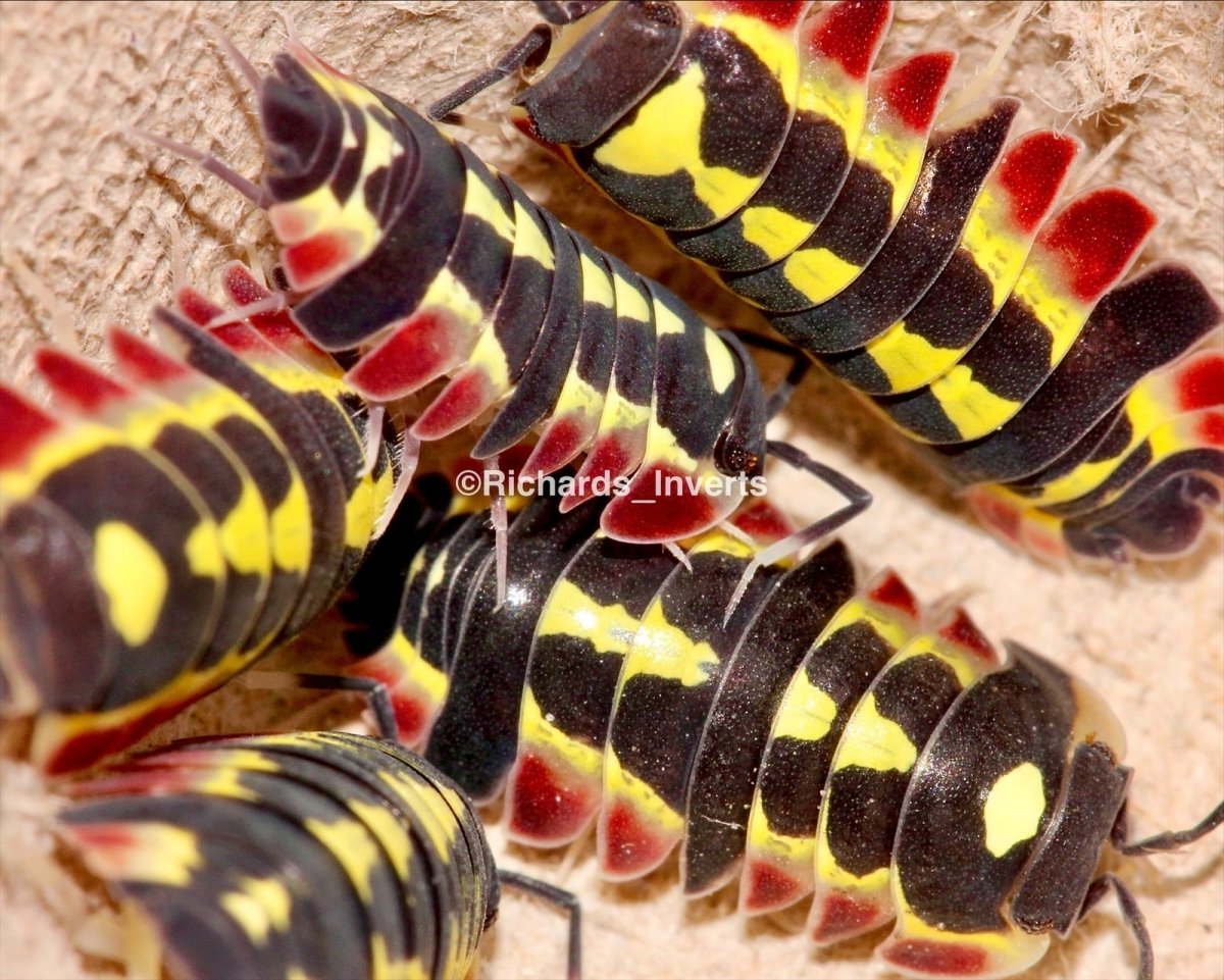⨂ Red Diablo Isopod, (Merulanella sp. "Red Diablo") - Richard’s Inverts