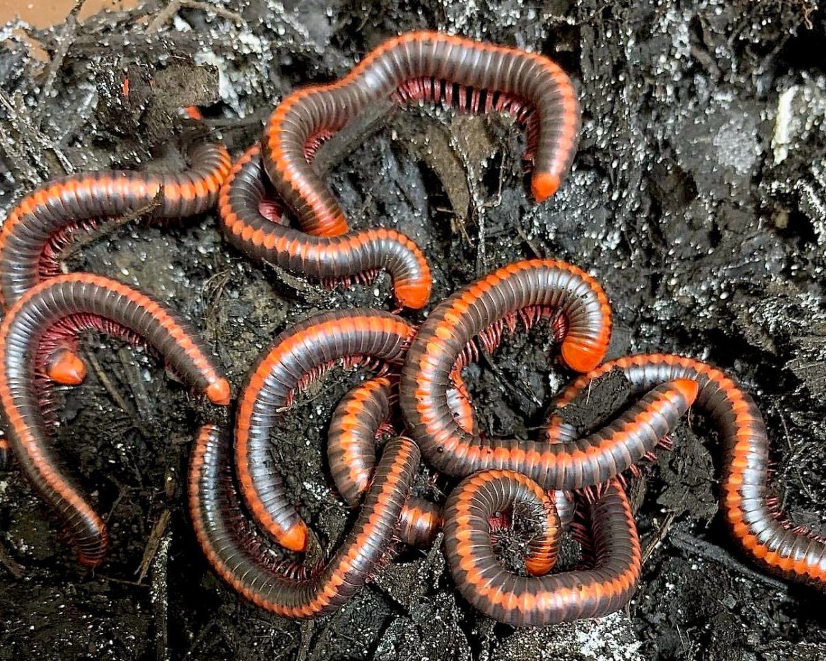 Red Spined Millipede, (Xenobolus carnifex) - Richard’s Inverts