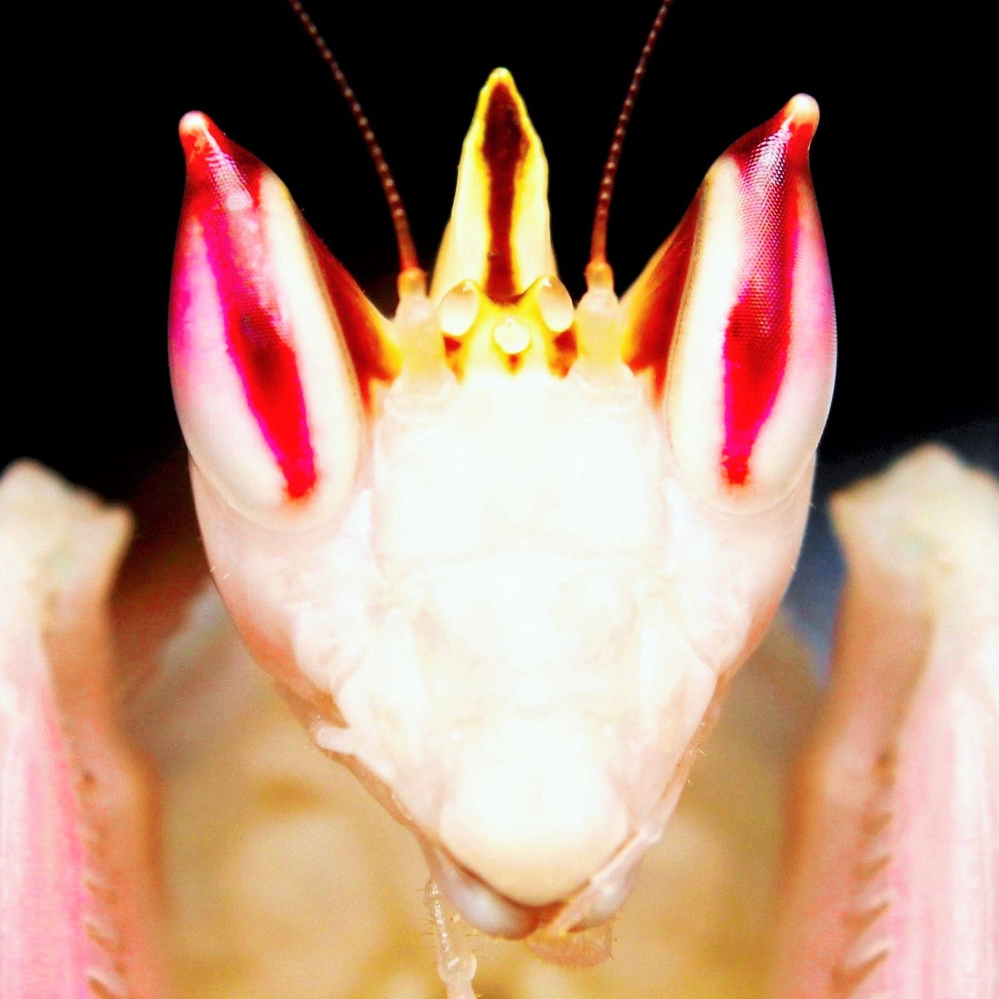 Richard’s Inverts Gift Card - Richard’s Inverts