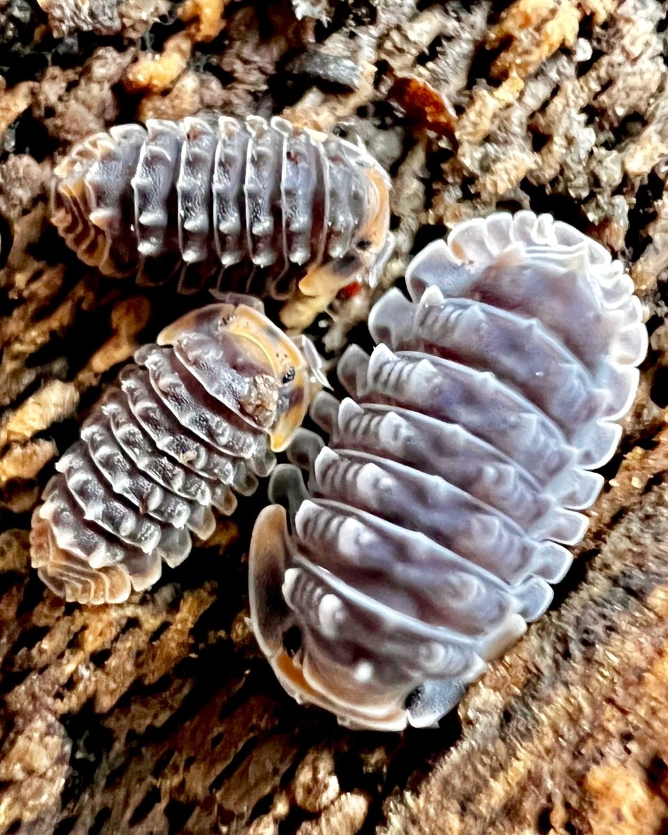 Shiny Gator Isopod, (Cubaris sp. "Shiny Gator") - Richard’s Inverts
