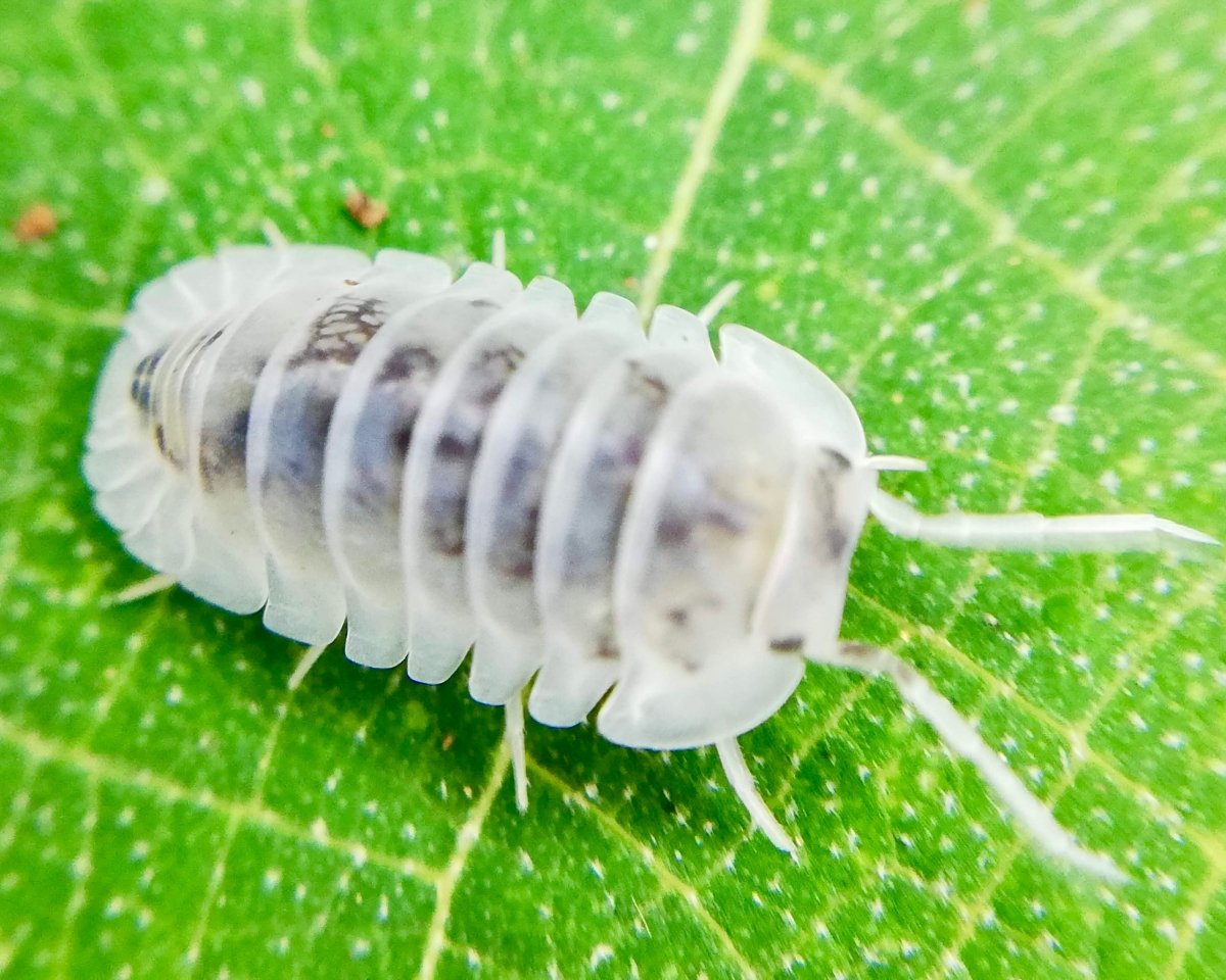 Shiro Utsuri Isopod, (Nesodillo (Cuabris) archangelii "Shiro Utsuri") - Richard’s Inverts