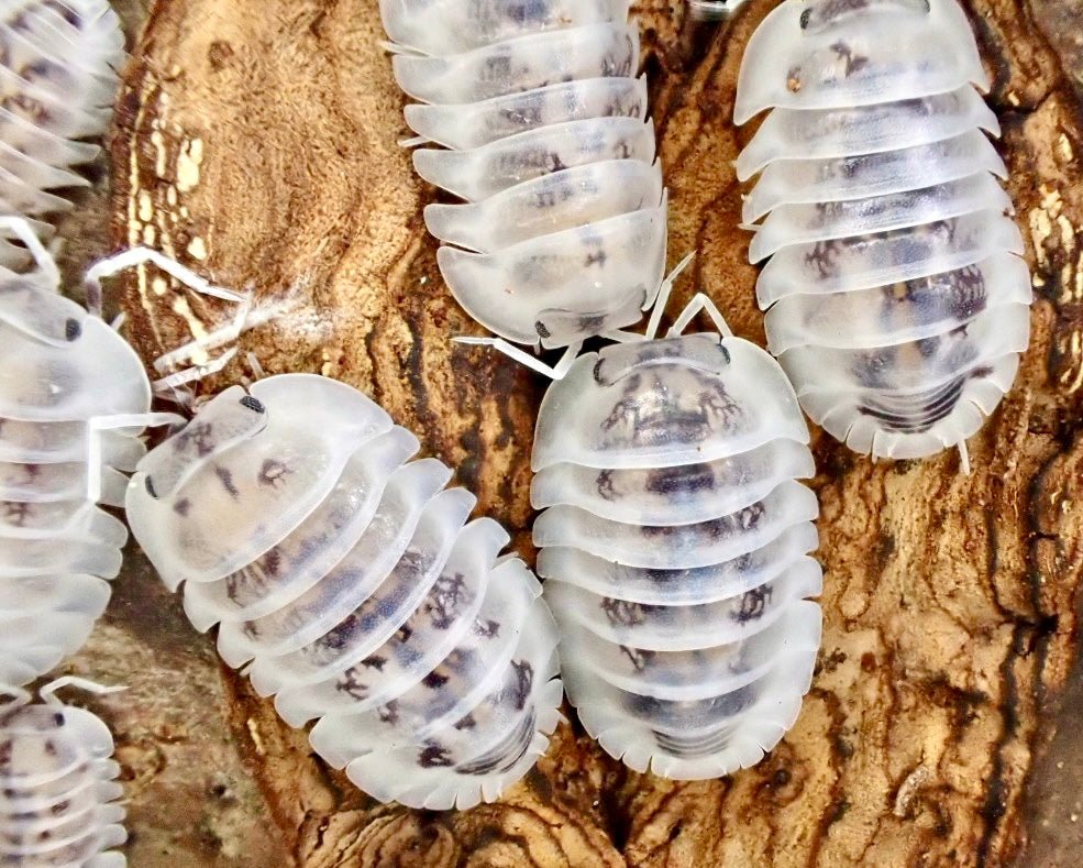 Shiro Utsuri Isopod, (Nesodillo (Cuabris) archangelii "Shiro Utsuri") - Richard’s Inverts