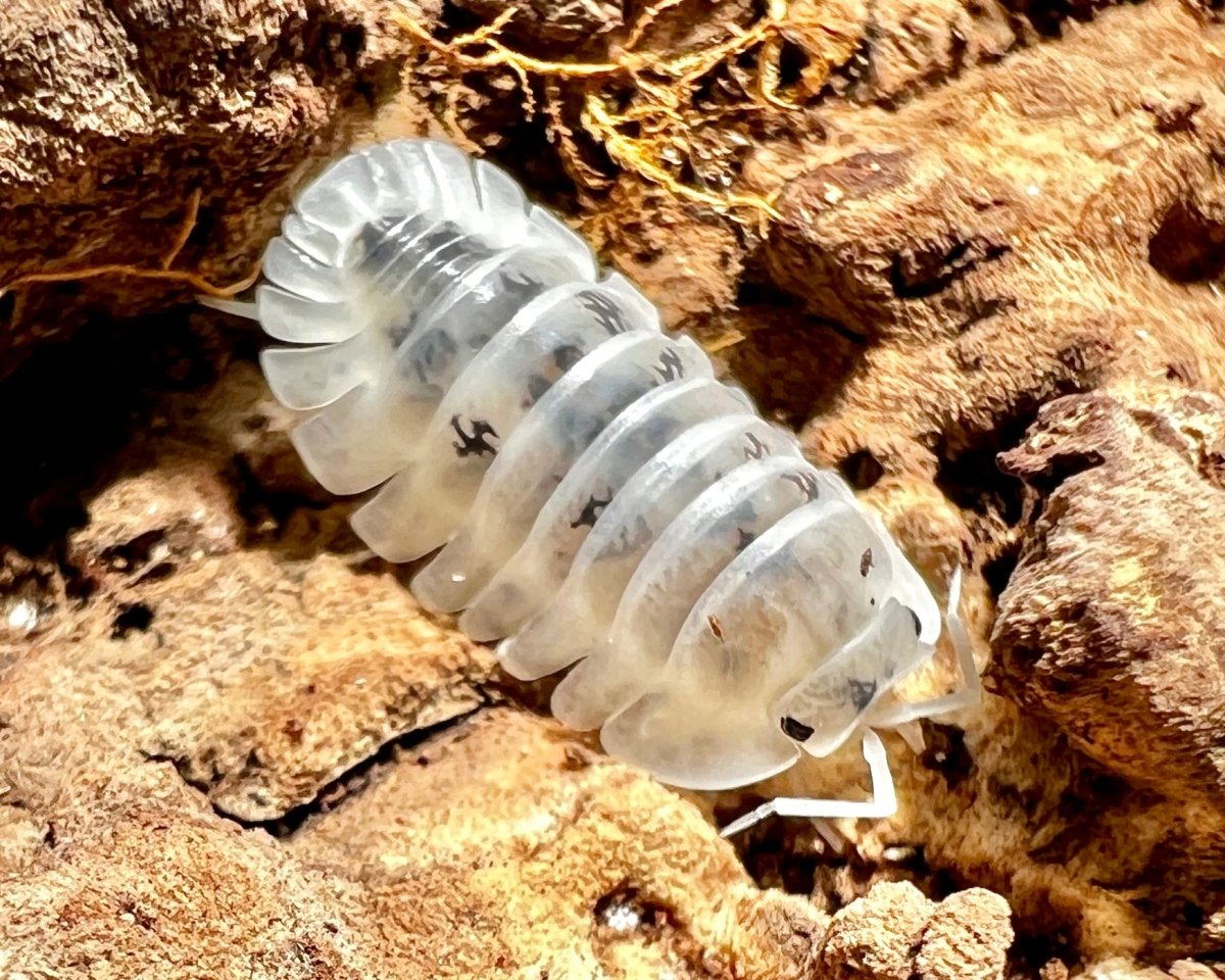 Shiro Utsuri Isopod, (Nesodillo (Cuabris) archangelii "Shiro Utsuri") - Richard’s Inverts