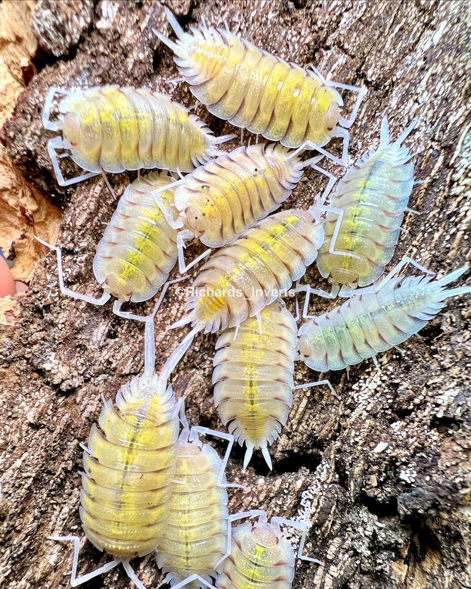 Skeleton Isopod "Lemonade", (Porcellio bolivari) - Richard’s Inverts