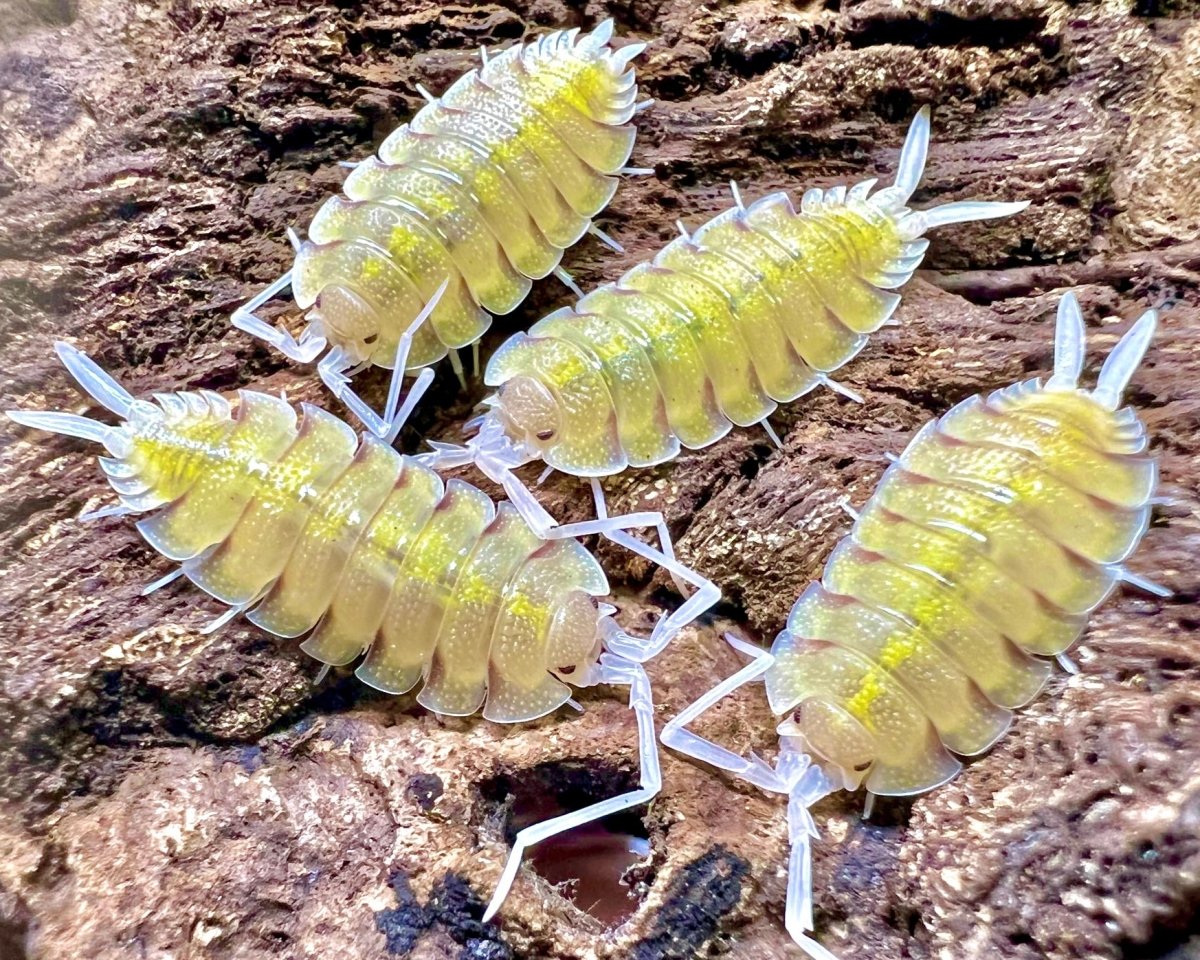 Skeleton Isopod "Lemonade" , (Porcellio bolivari "Lemonade") - Richard’s Inverts