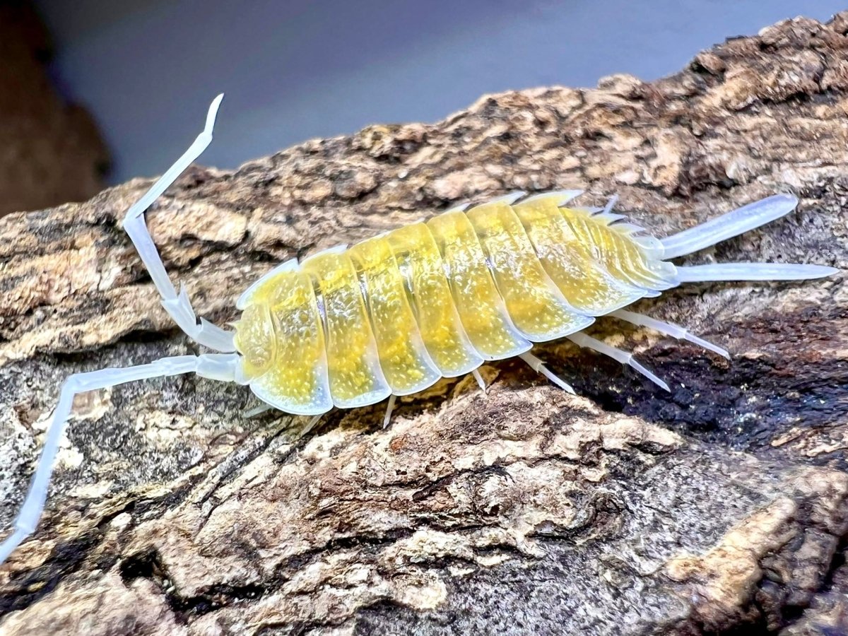 Skeleton Isopod "Phantom", (Porcellio bolivari "Phantom") - Richard’s Inverts