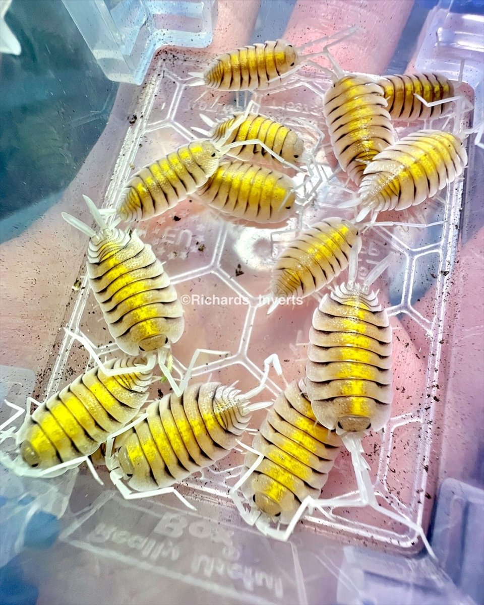 ⨂ Skeleton Isopod "Yellow Ghost", (Porcellio bolivari) - Richard’s Inverts
