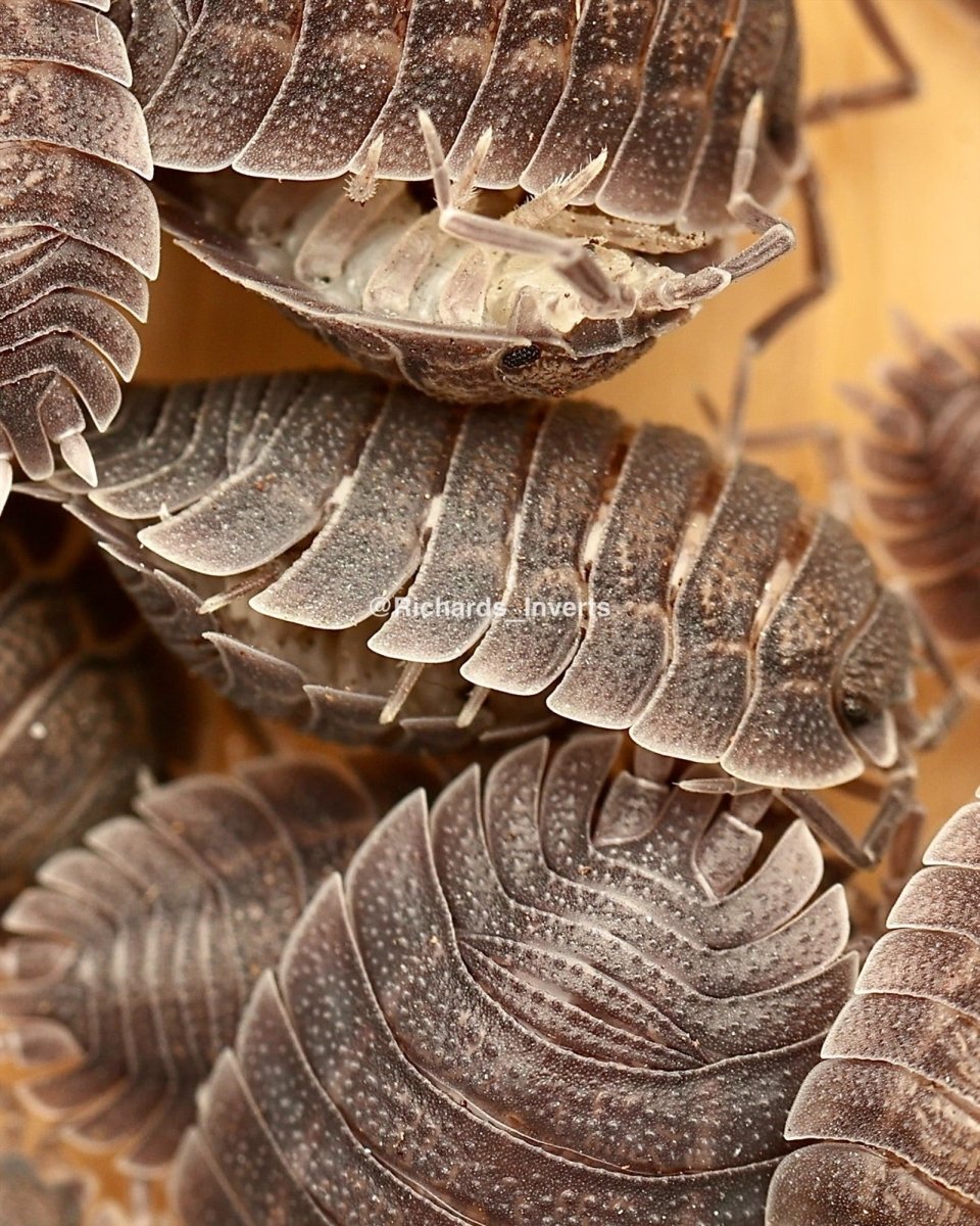 Spatulate Isopod, (Porcellio spatulatus) - Richard’s Inverts