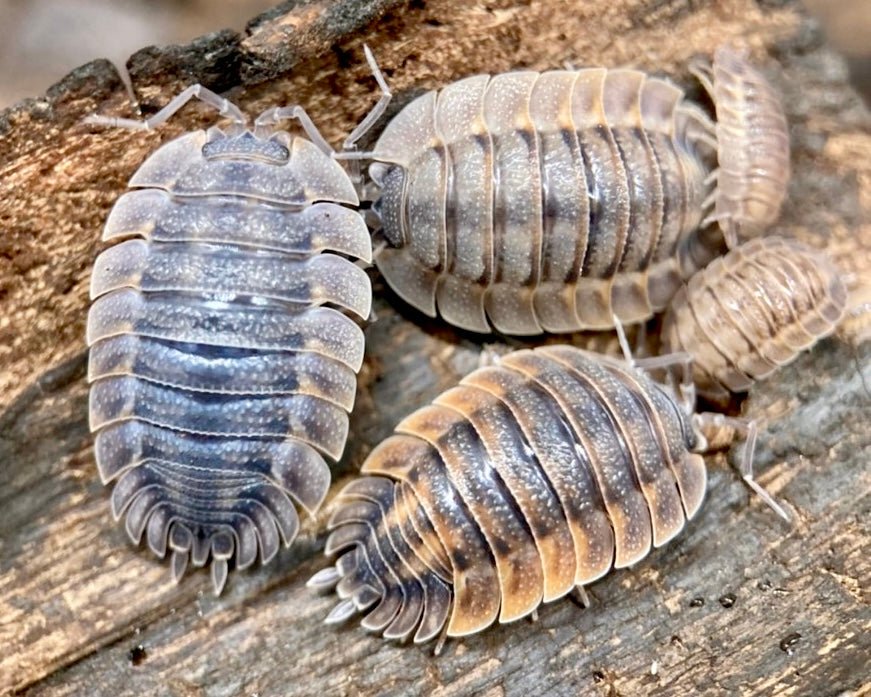 Spatulate Isopod, (Porcellio spatulatus "Coros") - Richard’s Inverts
