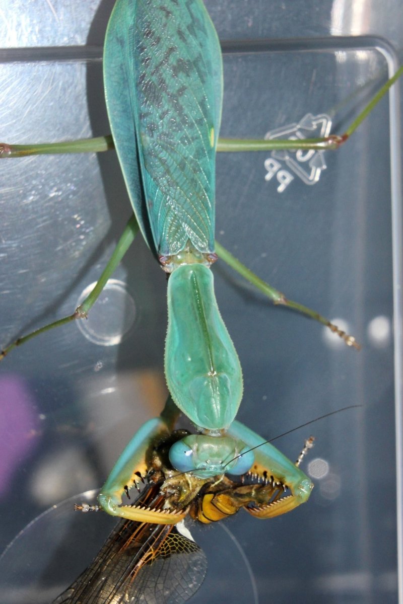 Togo Mantis, (Prohierodula ornatipennis) - Richard’s Inverts