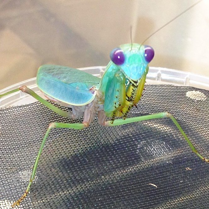 Togo Mantis, (Prohierodula ornatipennis) - Richard’s Inverts