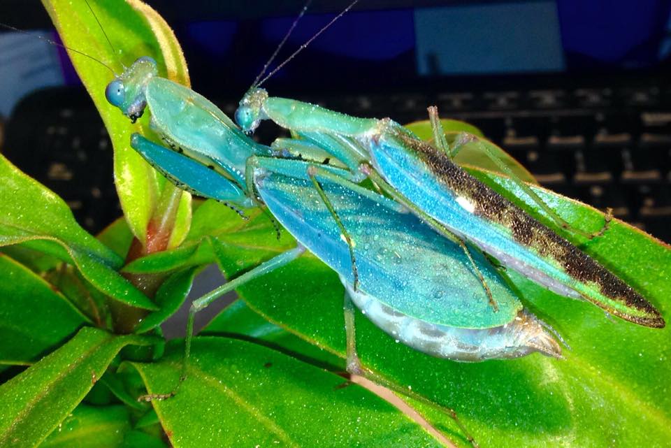 Togo Mantis, (Prohierodula ornatipennis) - Richard’s Inverts
