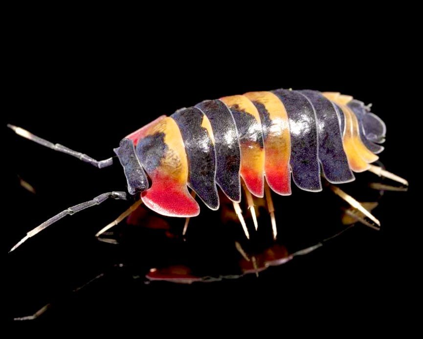 Tricolor Isopod, (Merulanella sp. "Tricolor") - Richard’s Inverts
