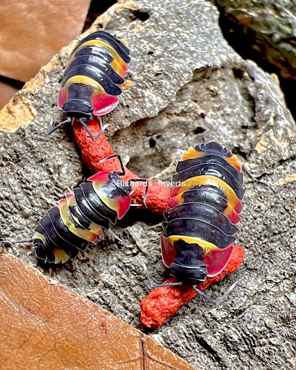 Tricolor Isopod, (Merulanella sp. "Tricolor") - Richard’s Inverts