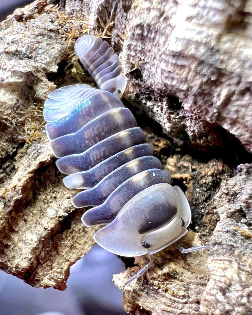 White Ducky Isopod, (Cubaris sp. "White Ducky") - Richard’s Inverts