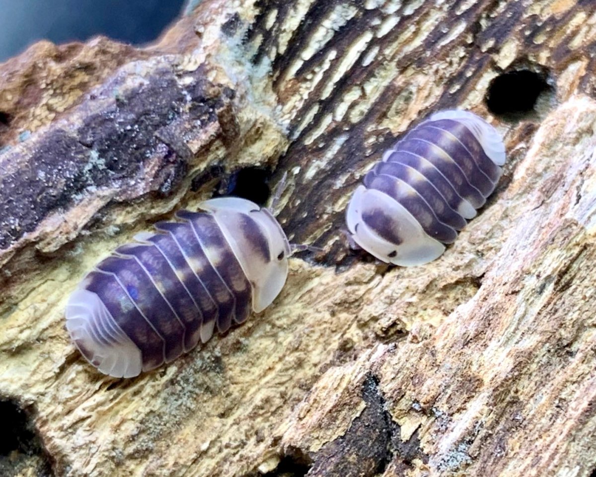 White Ducky Isopod, (Cubaris sp. "White Ducky") - Richard’s Inverts