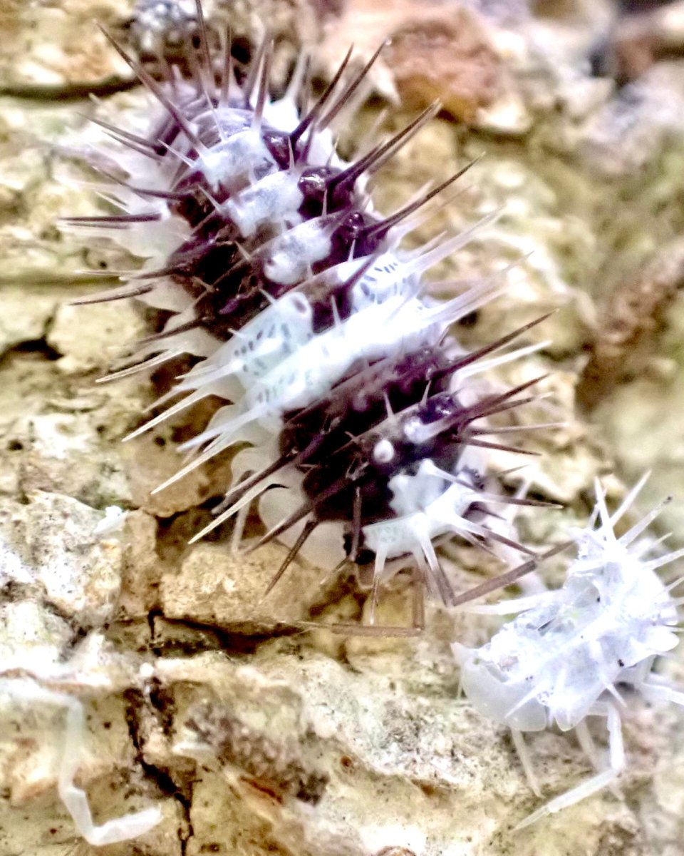 ⨂ White Skull Isopod, (Laureola sp. "White Skull") - Richard’s Inverts