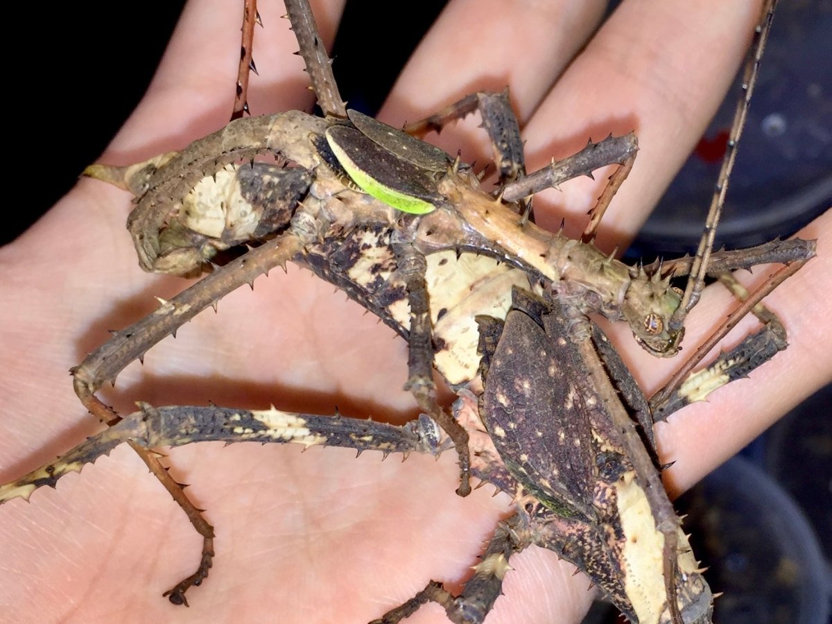Wood Nymph Stick Insect, (Haaniella erringtoniae) - Richard’s Inverts