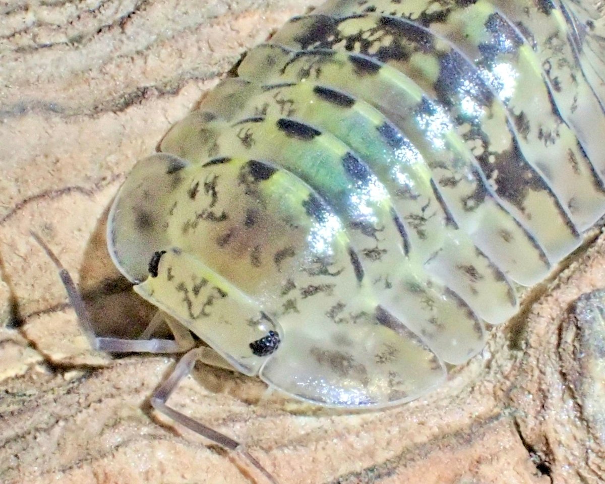 ⨂ Yellow Dust Isopod, (Cubaris sp. "Yellow Dust") - Richard’s Inverts