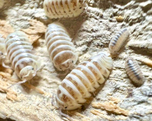 Zebra Isopod "Champagne", (Armadillidium maculatum) - Richard’s Inverts