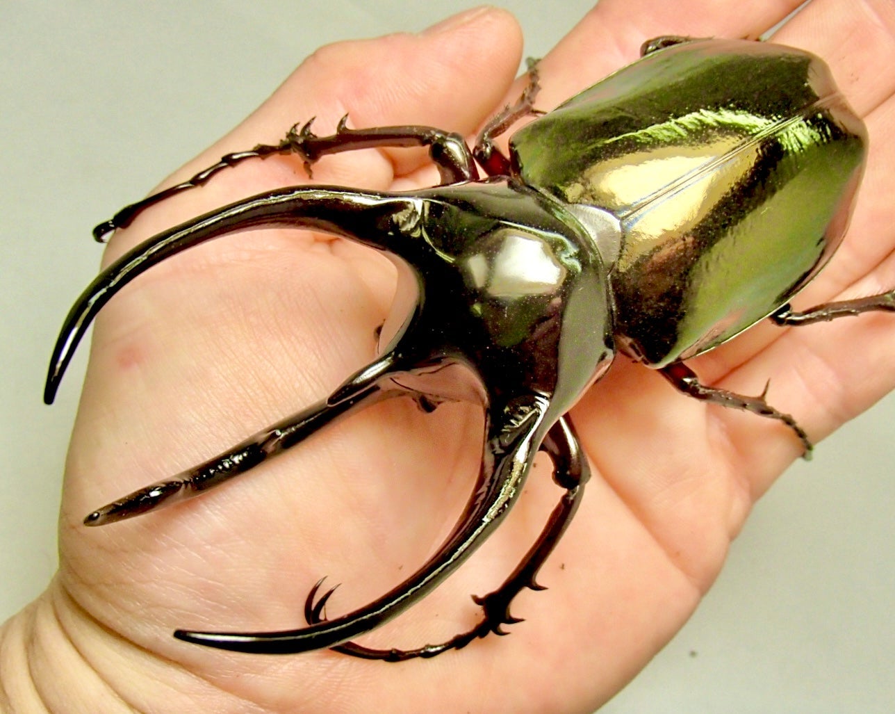 Adult Beetles
