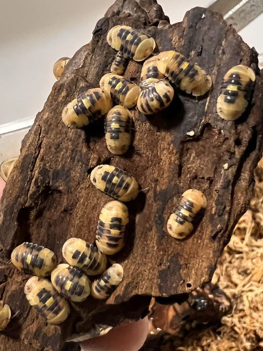 Beginner-Friendly Isopods - Richard’s Inverts