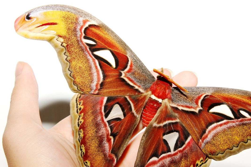 Butterflies & Moths For Sale UK Richard's Inverts