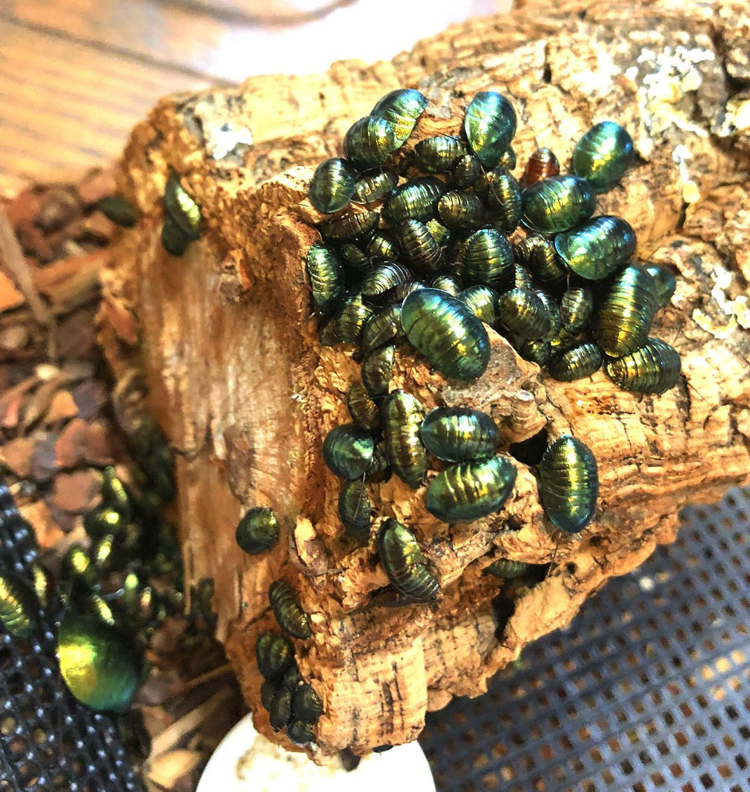 Cockroaches For Sale UK | Richard's Inverts