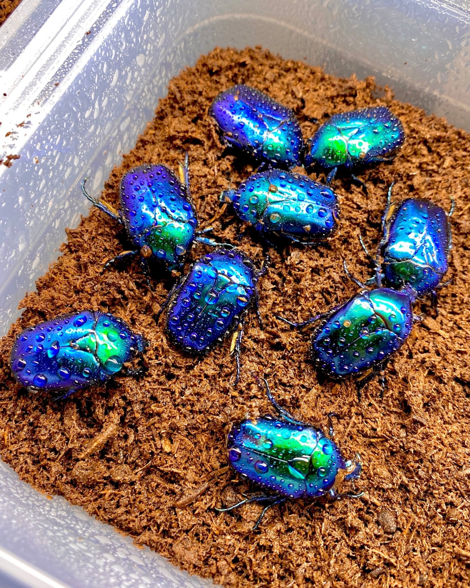 Featured Products For Sale UK | Richard's Inverts