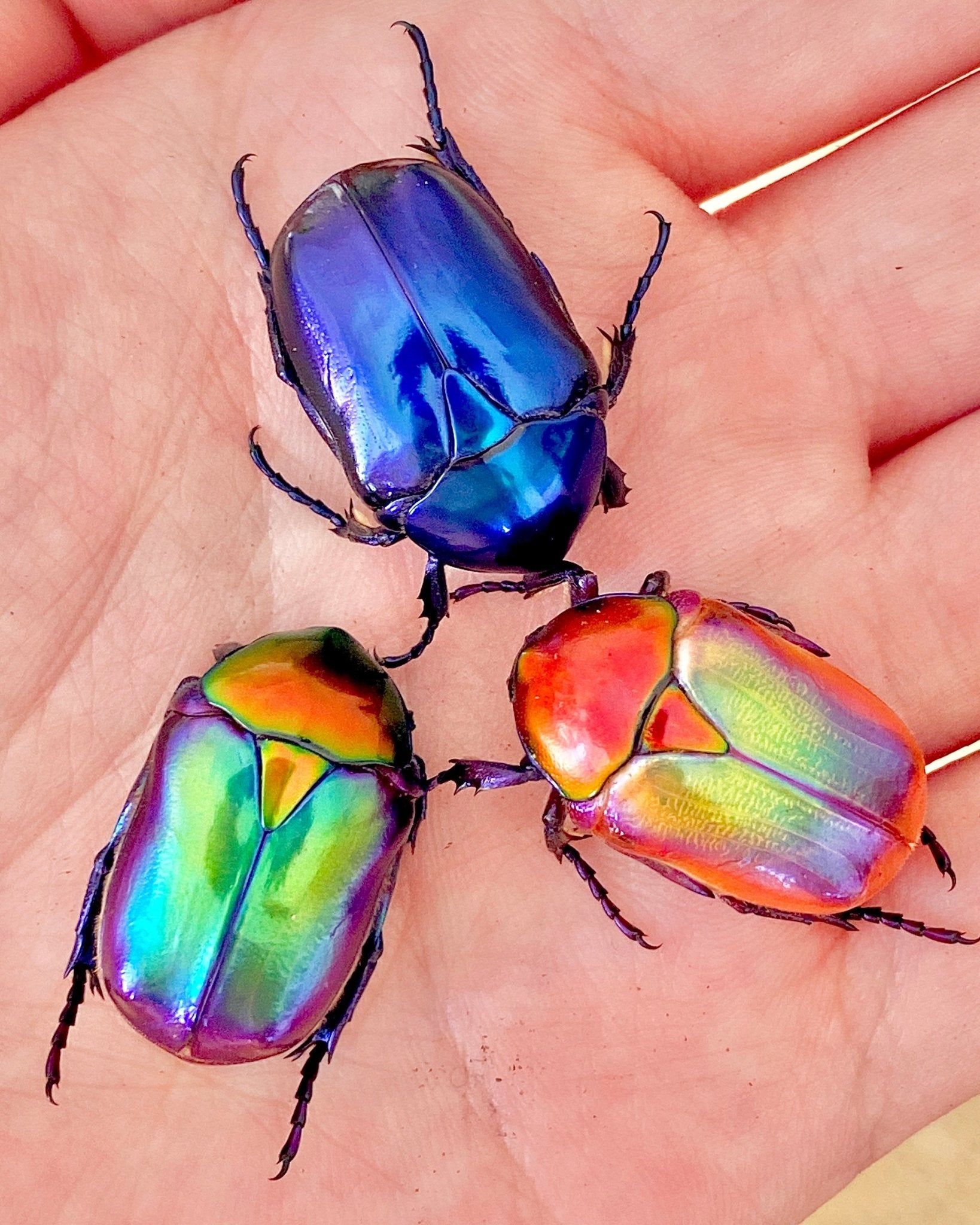 Flower Beetles for sale – Richard's Inverts