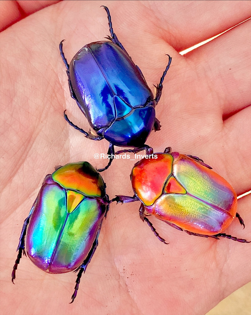DeliciousTaylormade BeeAroundLil’BEEtle Flower Beetles For Sale UK | Richard's Inverts