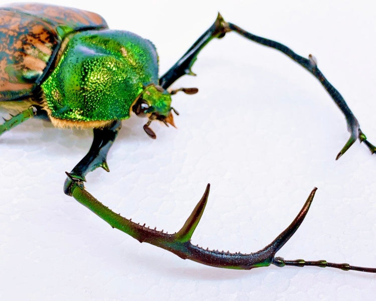 Longarm Beetles