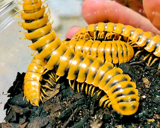 ⨂ Armoured Custard Millipede, (Riukiaria pugionifera)