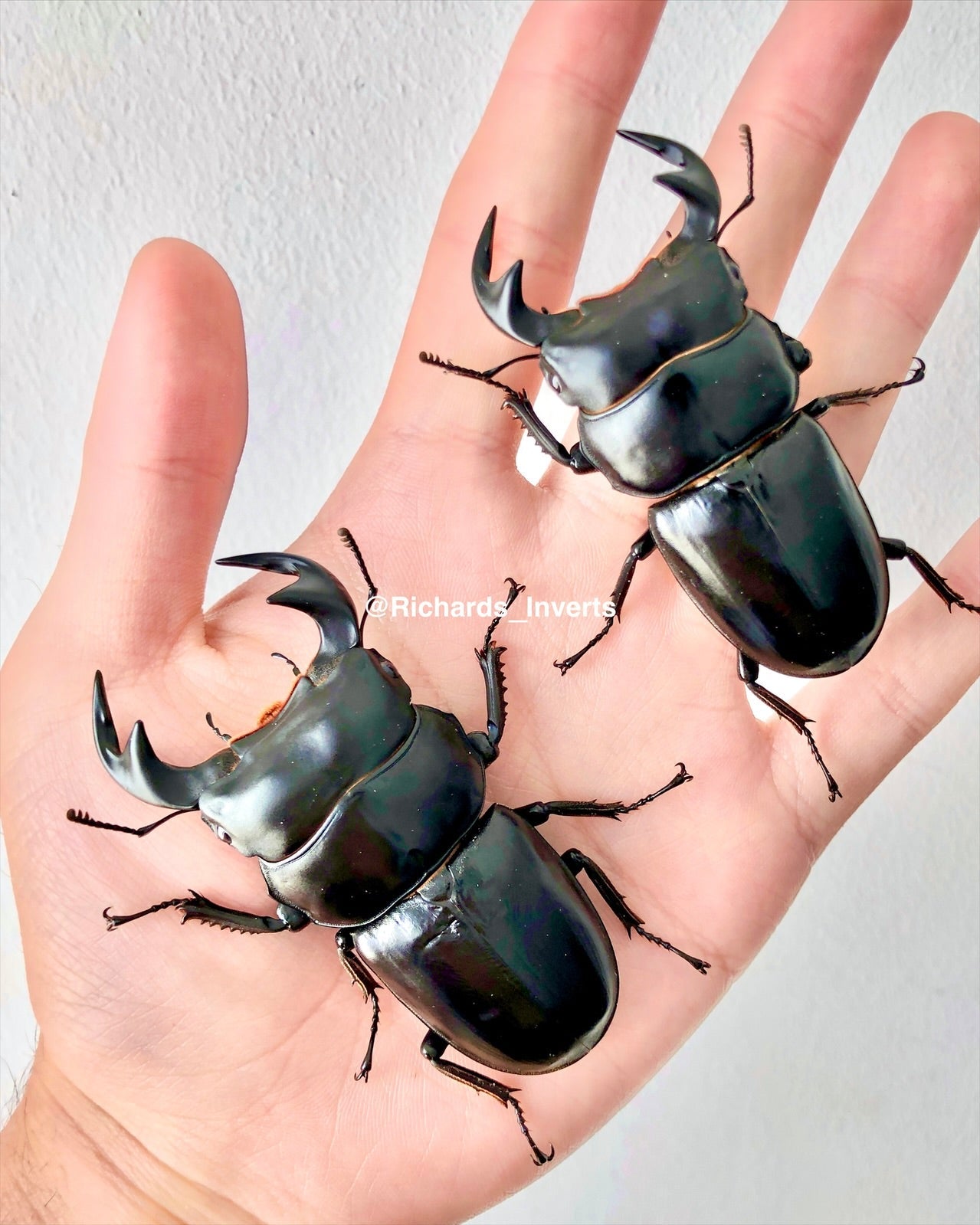 ADULTS - Antaeus Stag Beetle, (Dorcus antaeus) - Richard’s Inverts