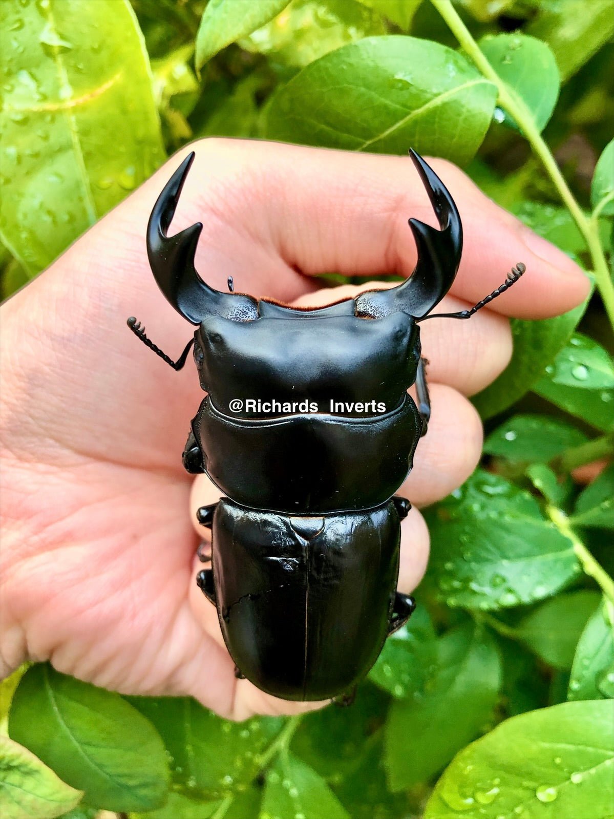 ADULTS - Antaeus Stag Beetle, (Dorcus antaeus) - Richard’s Inverts