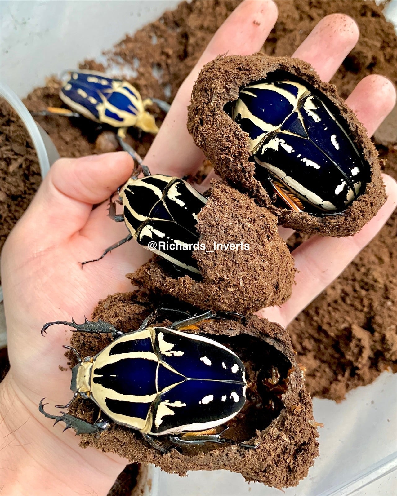 ⨂ ADULTS - "Blue" Giant Flower Beetle, (Mecynorrhina ugandensis) - Richard’s Inverts