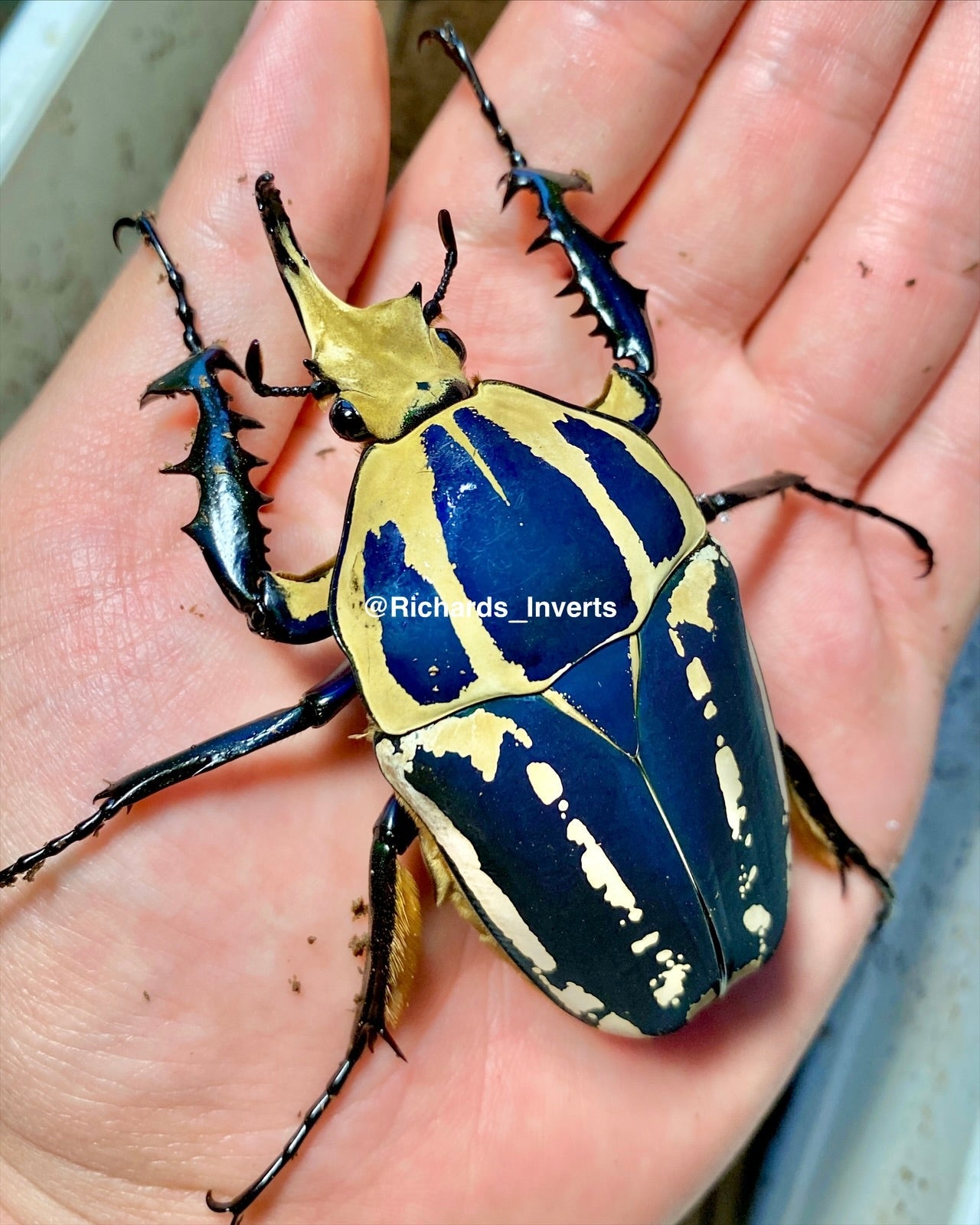 ⨂ ADULTS - "Blue" Giant Flower Beetle, (Mecynorrhina ugandensis) - Richard’s Inverts