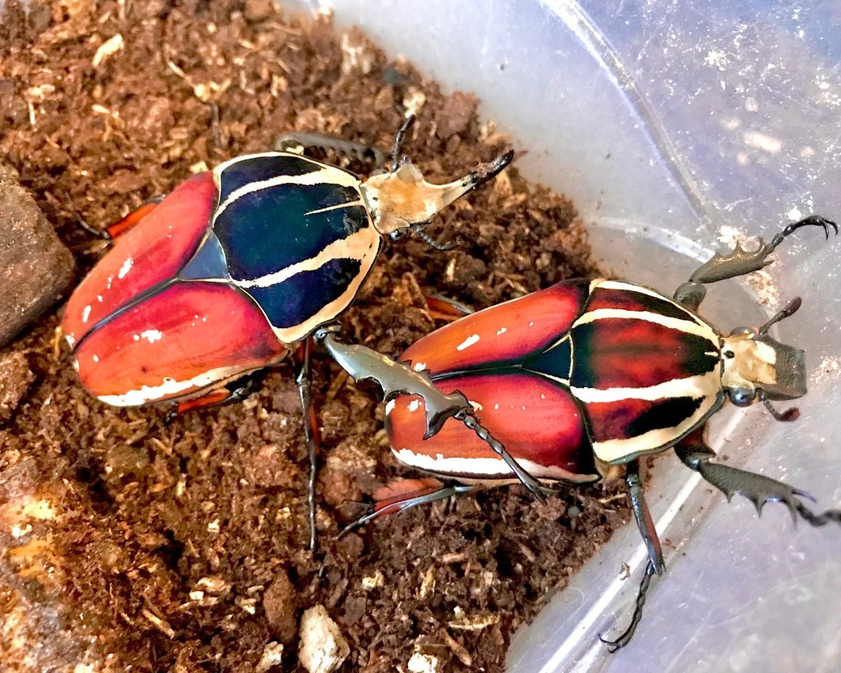 ADULTS - "Colour Mix" Giant Flower Beetle, (Mecynorrhina ugandensis) - Richard’s Inverts