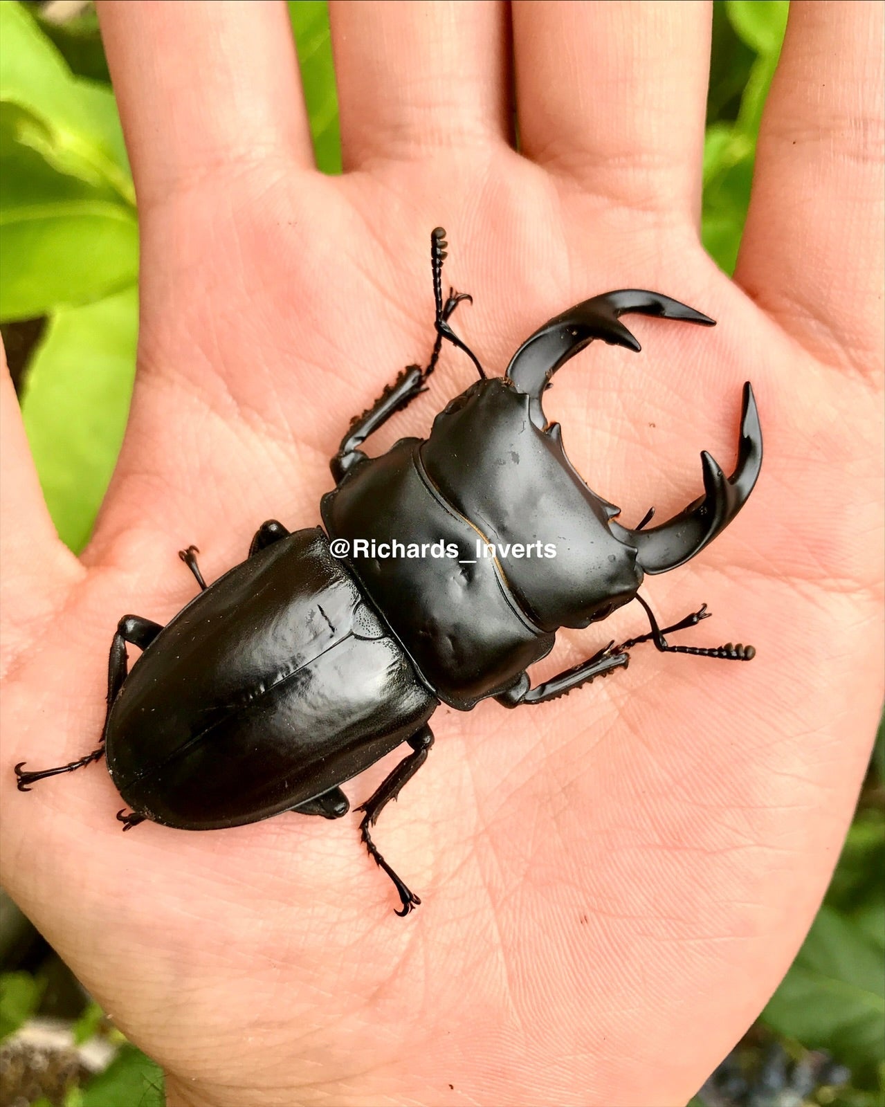 ADULTS - Curvidens Stag Beetle, (Dorcus curvidens) - Richard’s Inverts