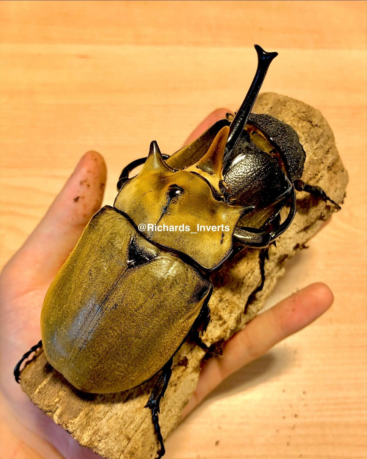 ADULTS - Elephant Rhino Beetle, (Megasoma elephas) - Richard’s Inverts