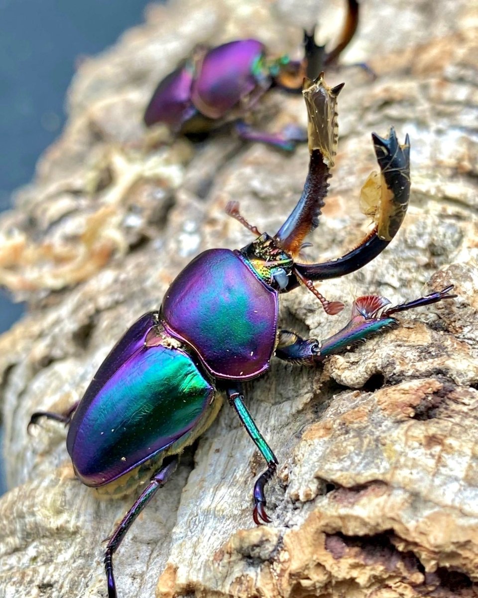 ADULTS - "Ghost Eye, Aurora" Jewel Stag Beetle, (Lamprima adolphinae) - Richard’s Inverts